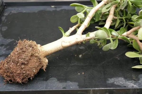 老玉树的换盆方法，要剪掉玉树生长过老和腐烂的根系