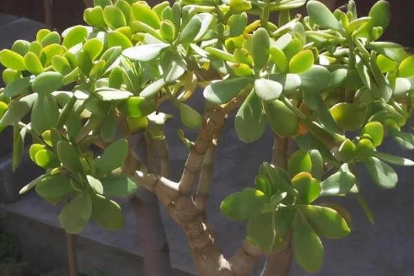 老玉树的换盆方法，要剪掉玉树生长过老和腐烂的根系