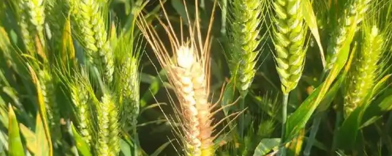 冬小麦施哪些肥，氮磷钾是关键