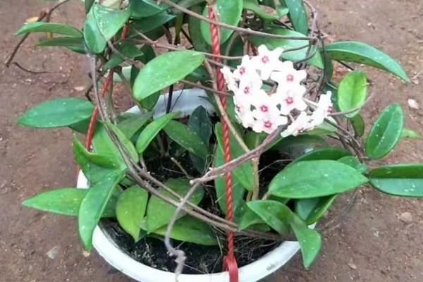 养殖秋兰花的方式，生长期需要每周浇一次水
