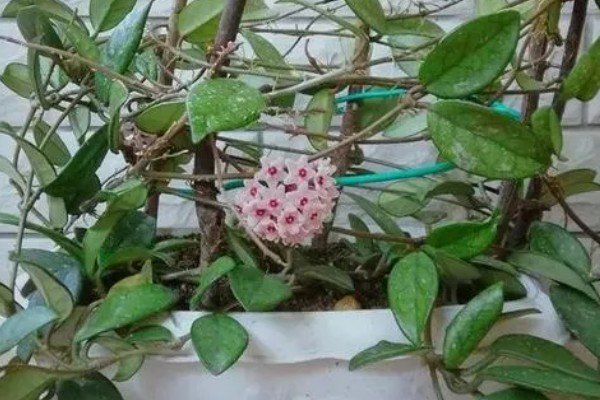 养殖秋兰花的方式，生长期需要每周浇一次水