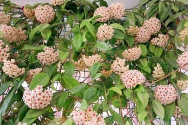 养殖秋兰花的方式，生长期需要每周浇一次水