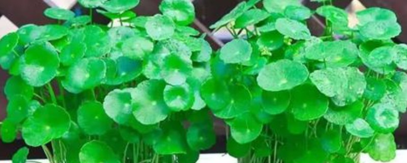 铜钱草的扦插方法，扦插前将根部放在多菌灵中浸泡