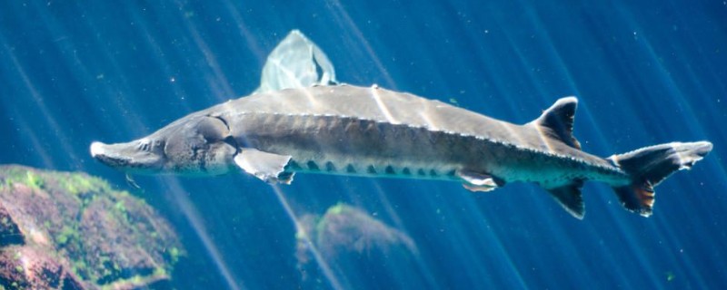 怎么养鲟鱼，养殖密度为每亩500尾