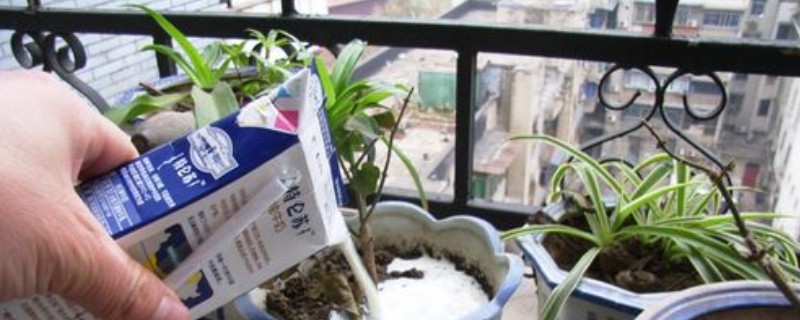 过期牛奶能浇花吗，并不适合所有的植物