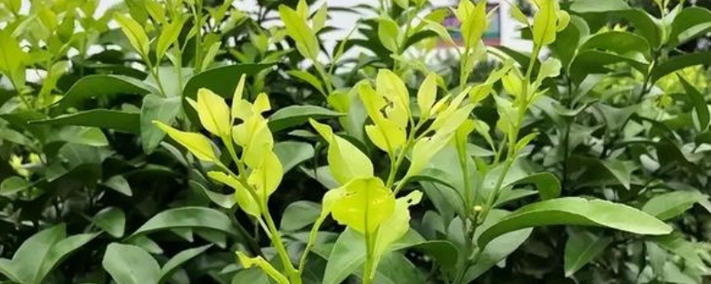 柑橘春梢萌芽应该用什么药，喷施噻虫嗪、吡虫啉等药物可防治柑橘木虱
