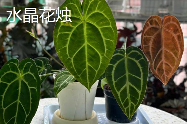 红掌有什么寓意，象征着大展宏图
