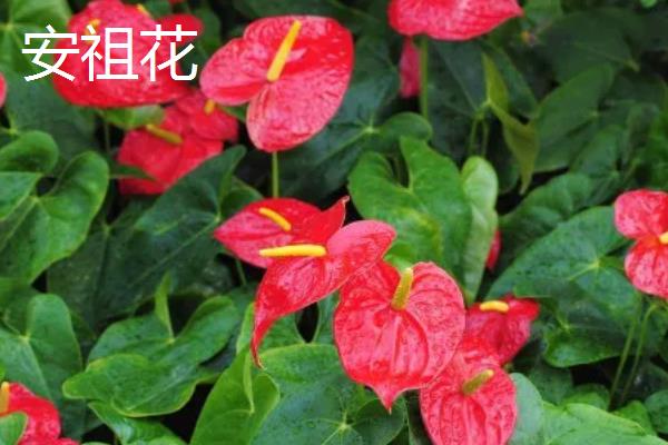 红掌有什么寓意，象征着大展宏图