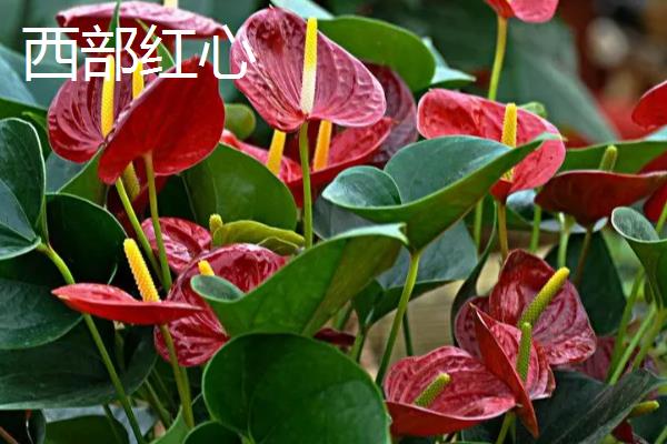 红掌有什么寓意，象征着大展宏图