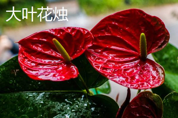 红掌有什么寓意，象征着大展宏图