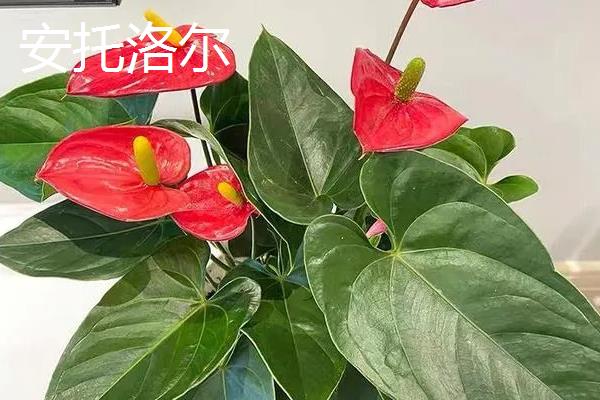 红掌有什么寓意，象征着大展宏图