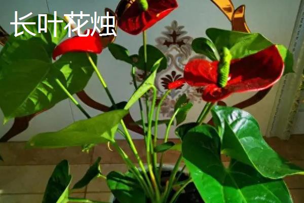 红掌有什么寓意，象征着大展宏图