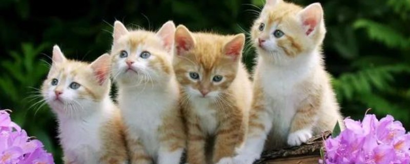 猫咪打喷嚏流鼻涕怎么处理，可喂食一些动物感冒药物