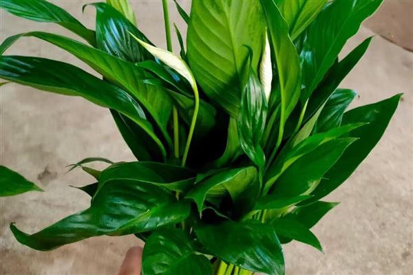 一帆风顺叶子尖变黑如何解决，可加强通风