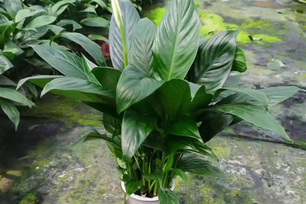 一帆风顺叶子尖变黑如何解决，可加强通风