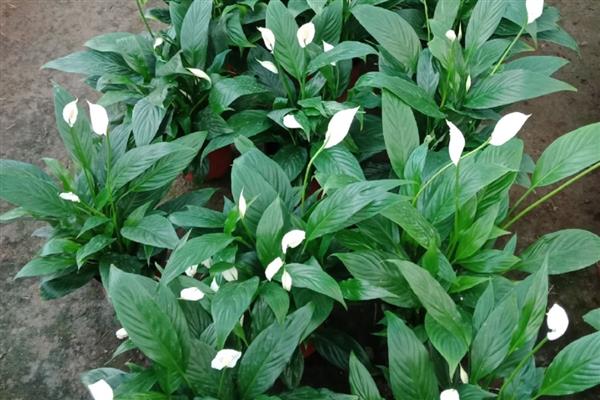 一帆风顺叶子尖变黑如何解决，可加强通风