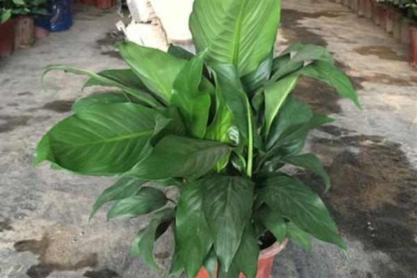 一帆风顺叶子尖变黑如何解决，可加强通风