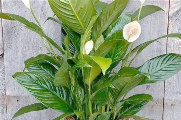 一帆风顺叶子尖变黑如何解决，可加强通风