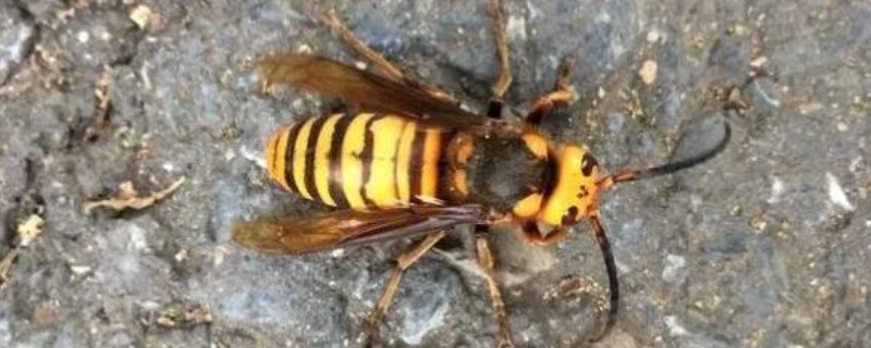 马蜂是益虫吗，会捕食蛾、蝶类害虫