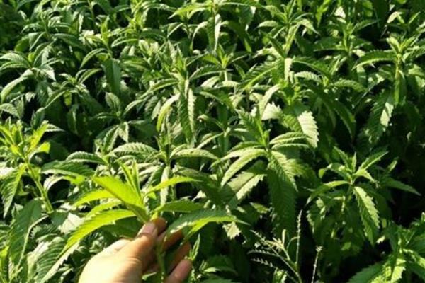 真天麻有什么特点,其表面黄白色或淡黄棕色