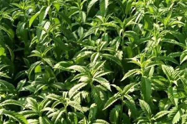 真天麻有什么特点,其表面黄白色或淡黄棕色