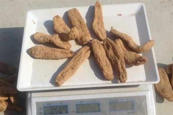 真天麻有什么特点,其表面黄白色或淡黄棕色