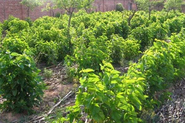 真天麻有什么特点,其表面黄白色或淡黄棕色