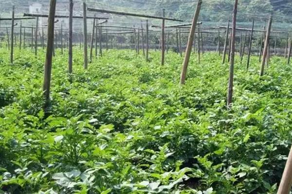 真天麻有什么特点,其表面黄白色或淡黄棕色