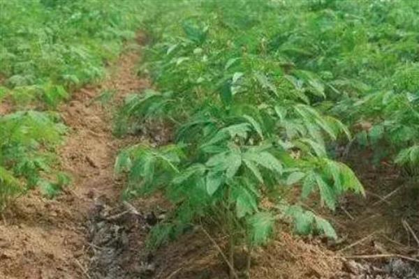 真天麻有什么特点,其表面黄白色或淡黄棕色