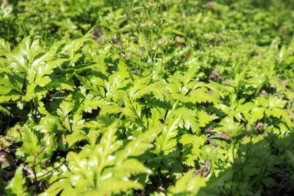 真天麻有什么特点,其表面黄白色或淡黄棕色