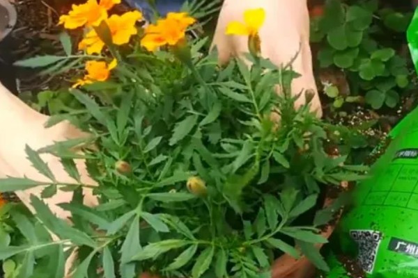 万寿菊有什么危害，花香浓郁长期接触会让人头晕眼花