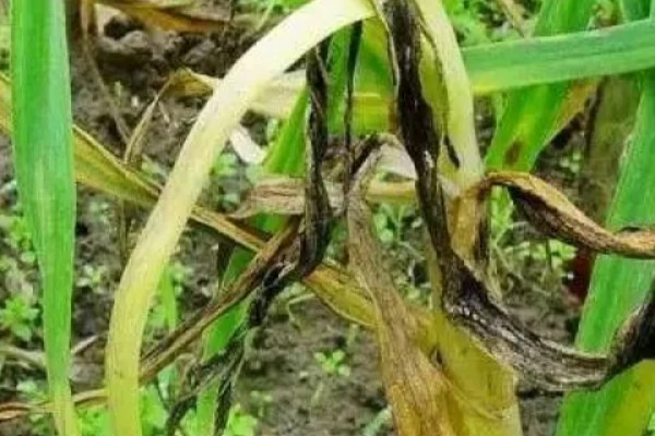 大蒜白腐病的危害特征，拔出病株可见鳞茎变黑腐烂