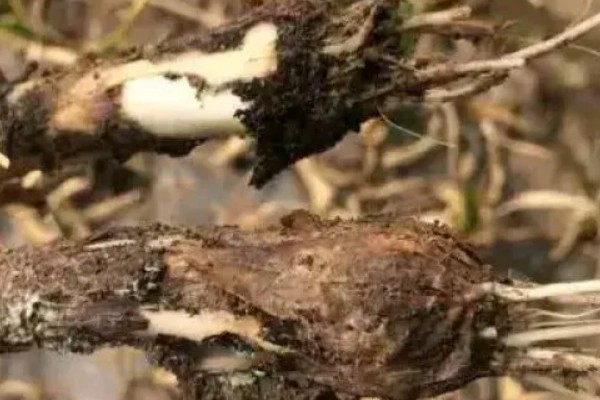 大蒜白腐病的危害特征，拔出病株可见鳞茎变黑腐烂