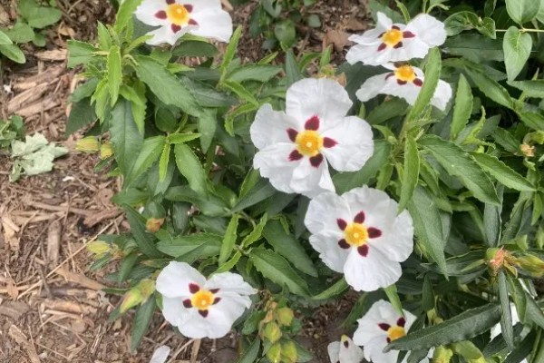 岩蔷薇的花语，花语就是拒绝