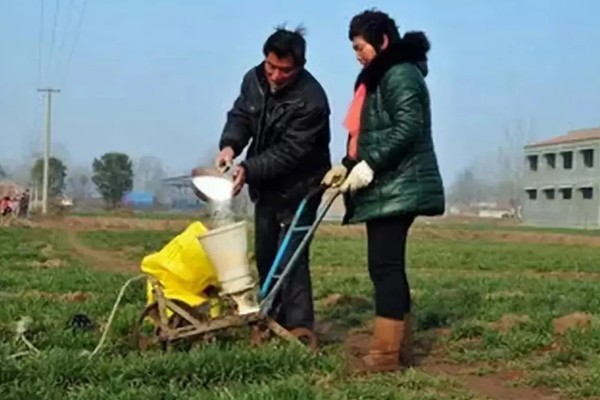 冬小麦施哪些肥，氮磷钾是关键