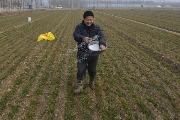 冬小麦施哪些肥，氮磷钾是关键