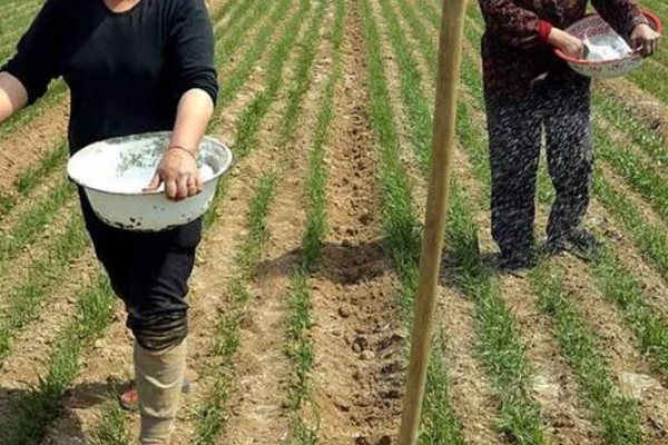 冬小麦施哪些肥，氮磷钾是关键