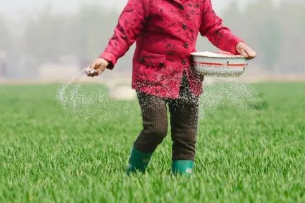 冬小麦施哪些肥，氮磷钾是关键