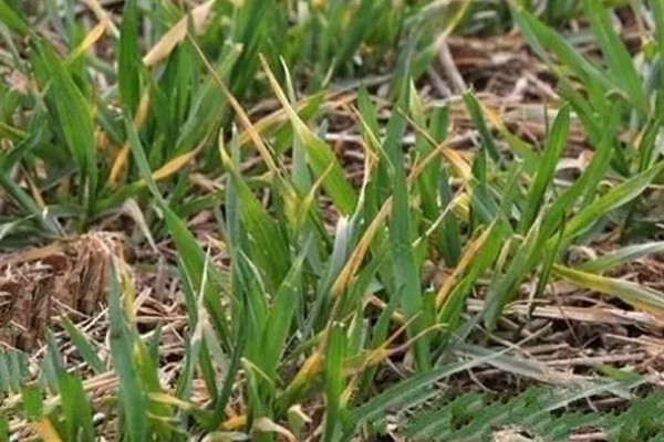 冬小麦施哪些肥，氮磷钾是关键