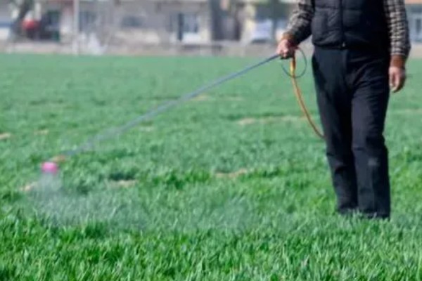 冬小麦施哪些肥，氮磷钾是关键