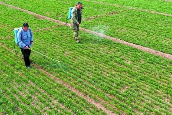 冬小麦施哪些肥，氮磷钾是关键