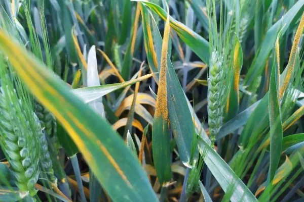 冬小麦施哪些肥，氮磷钾是关键