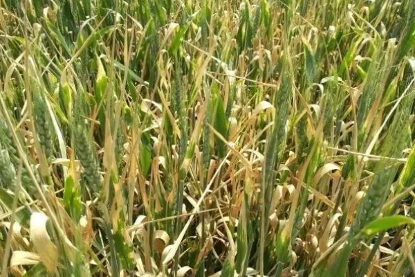 冬小麦施哪些肥，氮磷钾是关键