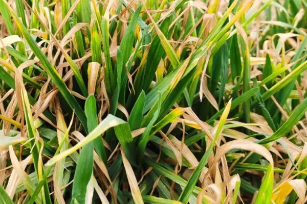 冬小麦施哪些肥，氮磷钾是关键