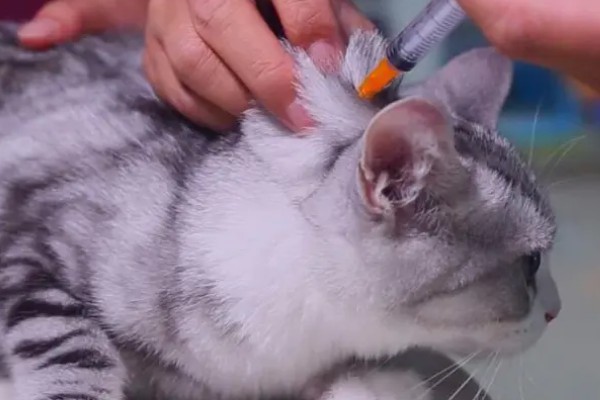 猫打狂犬疫苗的不良反应，会出现精神萎靡、食欲下降等症状