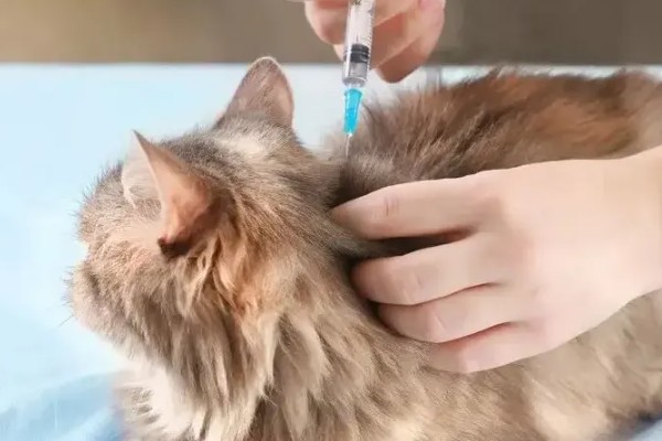 猫打狂犬疫苗的不良反应，会出现精神萎靡、食欲下降等症状