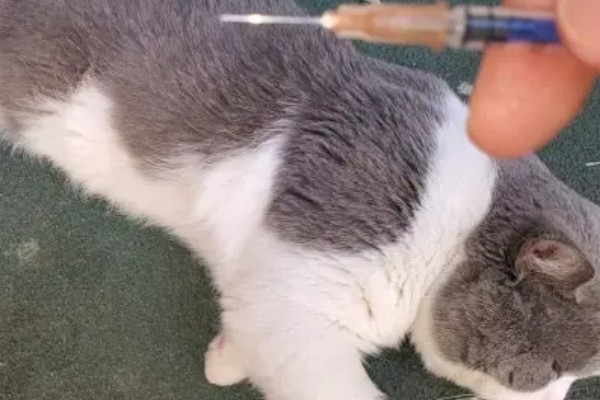 猫打狂犬疫苗的不良反应，会出现精神萎靡、食欲下降等症状