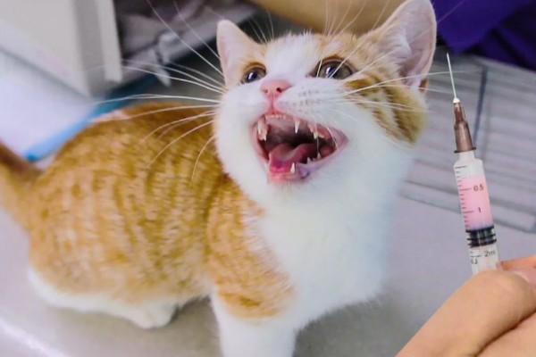 猫打狂犬疫苗的不良反应，会出现精神萎靡、食欲下降等症状