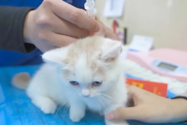 猫打狂犬疫苗的不良反应，会出现精神萎靡、食欲下降等症状