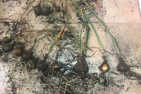 彼岸花根烂了几根还能不能种，通常情况下是还能种的